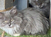 Blue & White Maine Coon