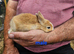 Mini lop x dutch