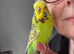 Super Tame Female Exhibition Budgie