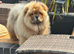 Outstanding male chow chow
