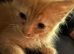 Ragdoll Shpynx mixed kittens