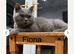 GCCF ACTIVE BSH QUEEN AND CHILDREN FOR SALE