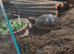 Red footed tortoise for sale