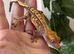 Various Crested Geckos