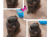 Female 8 months old Russian blue Cross