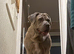Cane Corso bandogge mastiff chunky pups for sale