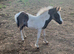 Cob cross colt foal