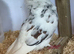 Breeding Pair of Capucines