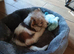 Jack Russell puppy long haired boy fully vaccinated