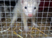 Male ferret kit