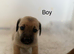 Dachshund x jack Russel puppies