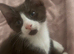Selling a half ragdoll kitten