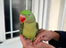 Super silly hand tamed taking Alexandrine Parrot