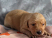 Kc registered labrador puppies