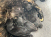 4 lovely kittens