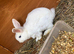 Blue Eyed White Mini Lops