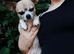 Small chihuahua boy