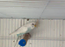 Beautiful budgies