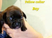 Frenchie puppies for sale