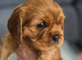 Beautiful Cavalier King Charles Spaniel