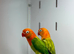 Love birds