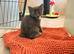 Beautiful fluffy Ragcoon kittens