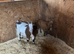 Goats for sale