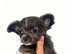 XXS Chihuahua Puppys for sale