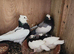 Iranian pigeons