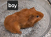 Baby guinea pigs ready now