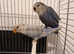 Love Birds
