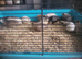 Button quail