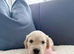 Old English Cream Golden Retriever Puppies