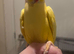 Gorgeous ringneck parakeet pair