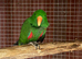Male Talking Eclectus parrot
