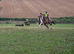 16.2hh ID super sweet uncomplicated ride