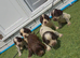 Cocker spaniel puppies
