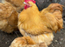Buff orpington day old chicks healthy chicks unsexed chicken need heat