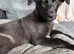 Female german shepherd