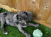 Cockapoo cross