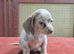 Adorable dachshund cross pups