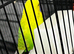 2 male budgies 1 year old £20 each