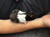 Male. Syrian hamster & full set up