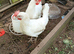 Leghorns for sale