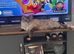 Maine coon x ragdoll kittens