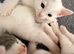 3 boys 2 girls left 8 weeks old