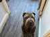 shar pei