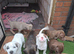 American bully cross