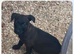 Beautiful patterdale litter