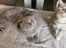 Scottish Fold and Straight kittens
